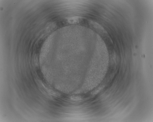 X0000077370606200611171951