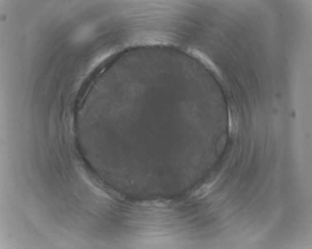 X0000077370627200611171950