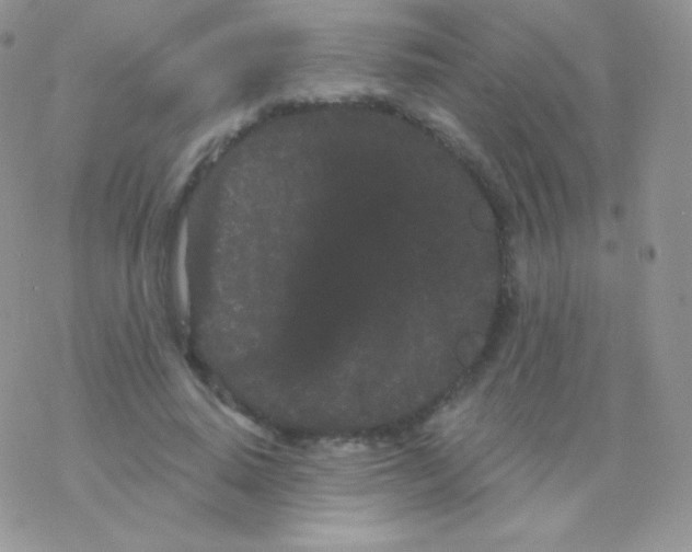 X0000077370640200611171950