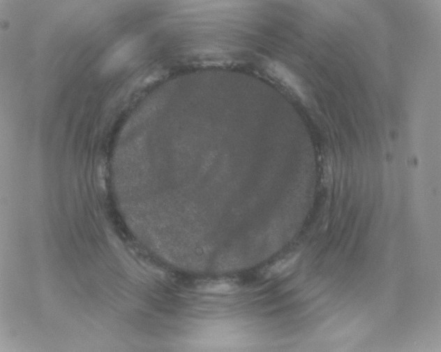 X0000077370643200611171950