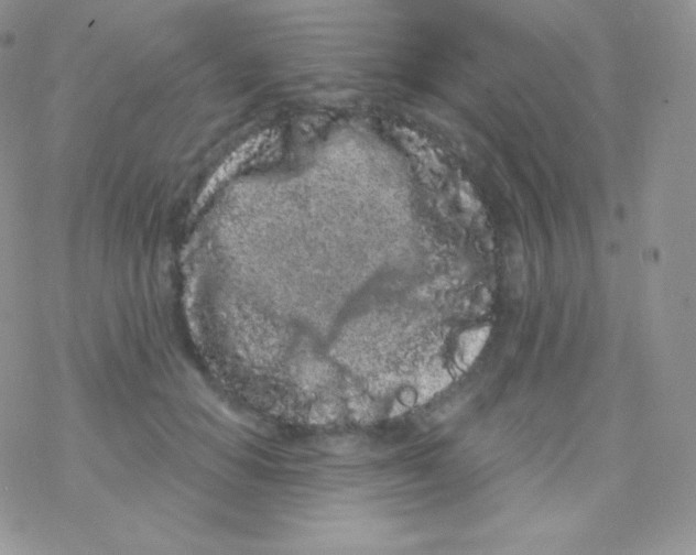 X0000077370654200611171950