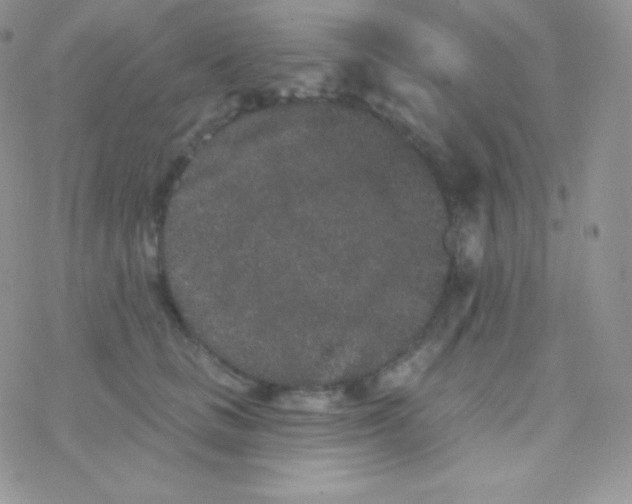 X0000077370661200611171950