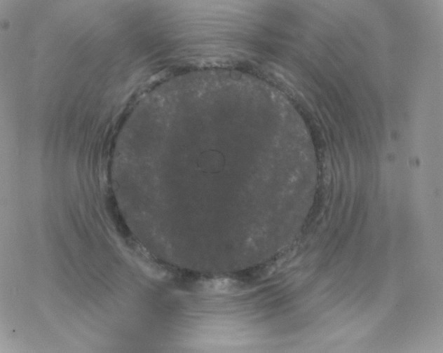 X0000077370695200611171949