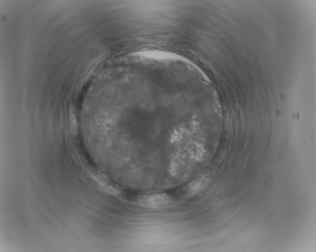 X0000077370716200611171949