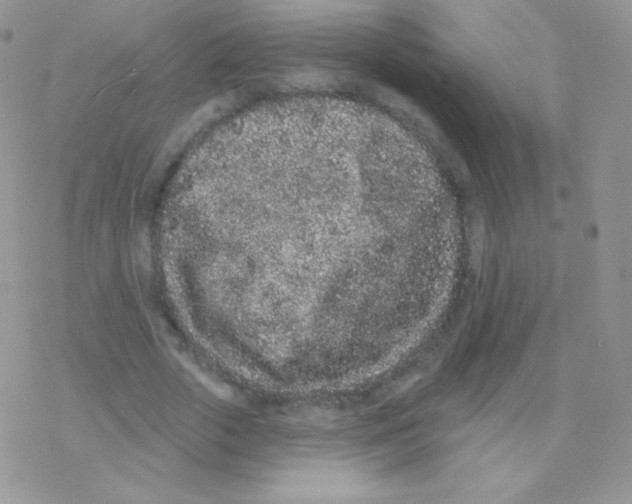 X0000077370729200611171948