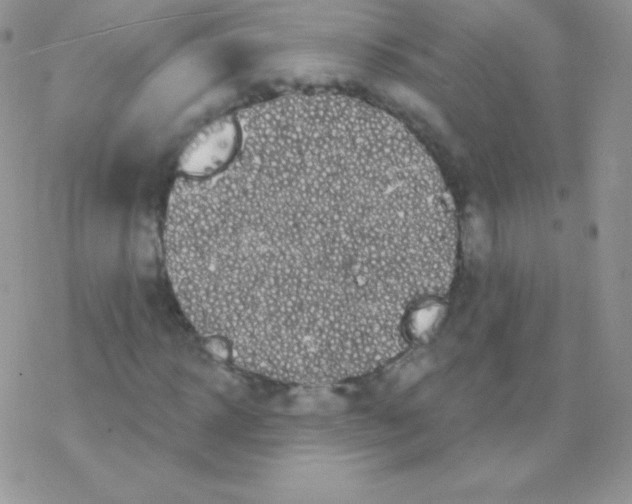 X0000077370918200611171945