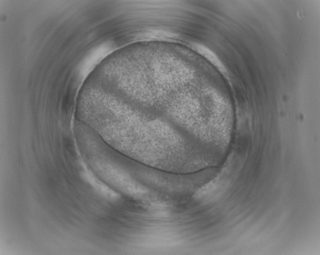 X0000077370946200611171945