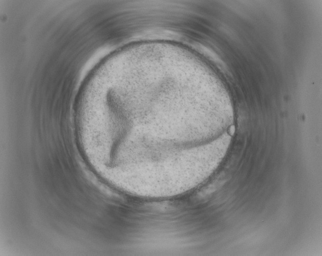 X0000077370990200611171944