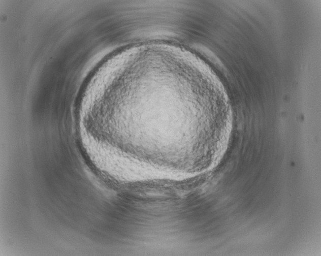 X0000077371031200611171944