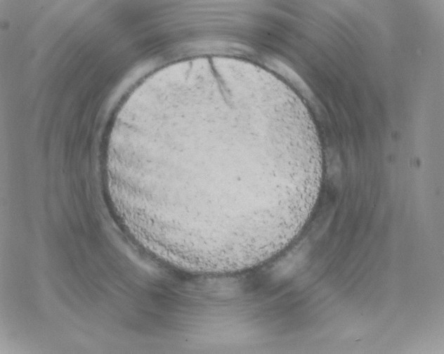 X0000077371043200611171944