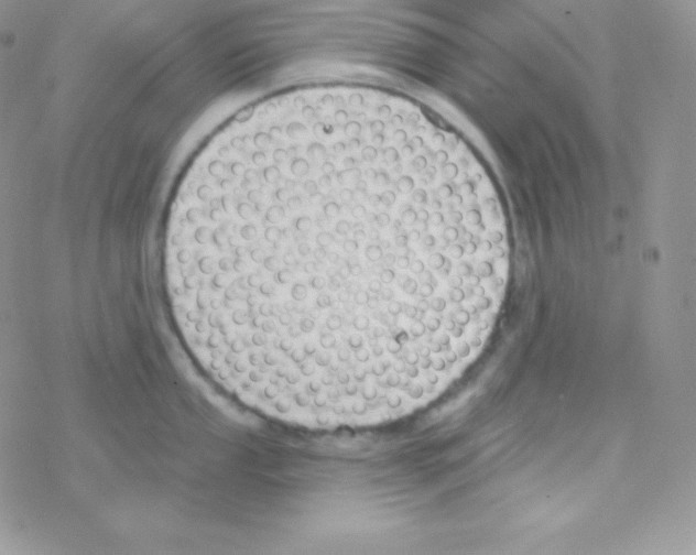 X0000077371053200611171944