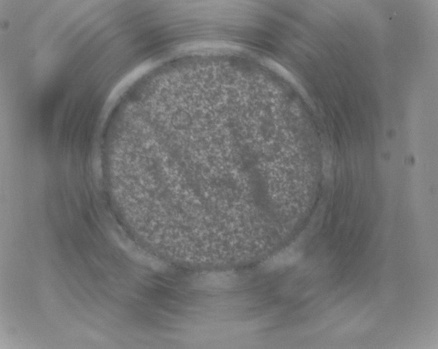 X0000077371074200611171943