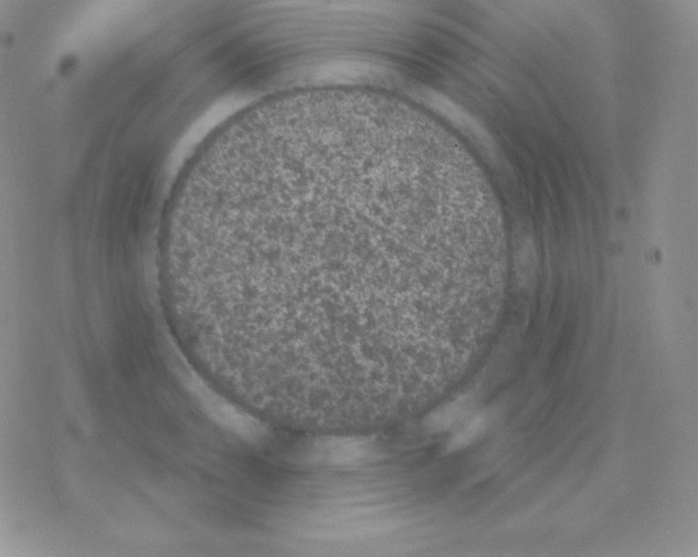 X0000077371086200611171943