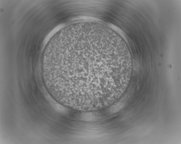 X0000077371098200611171943