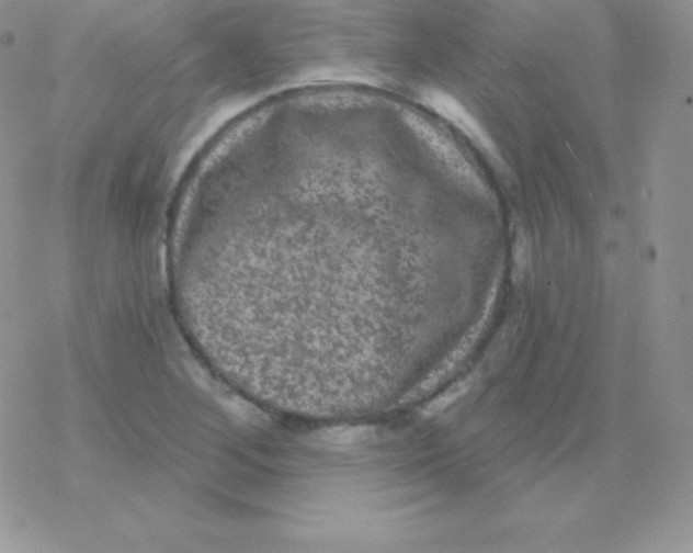 X0000077371268200611171940