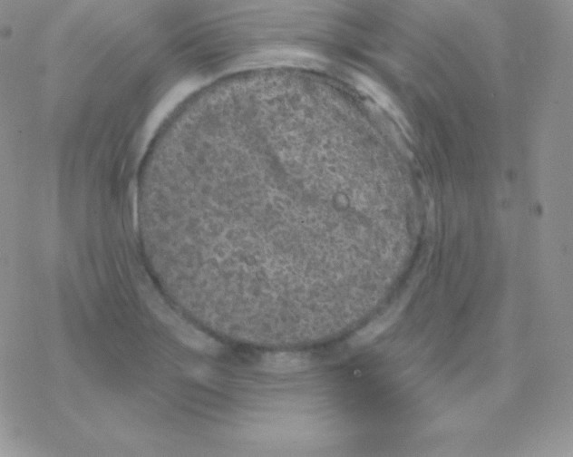 X0000077371275200611171940