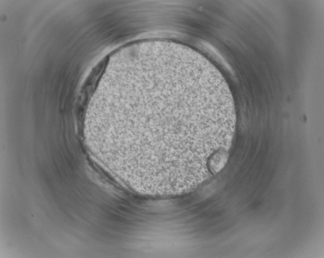 X0000077371276200611171940