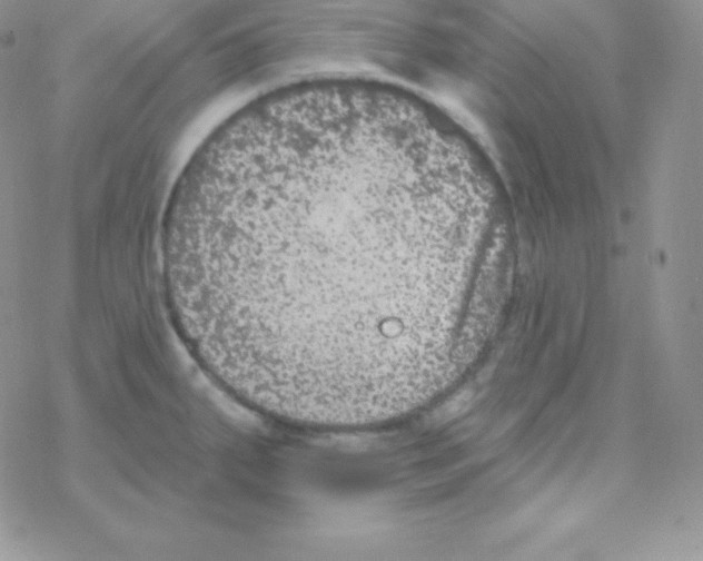 X0000077371287200611171940