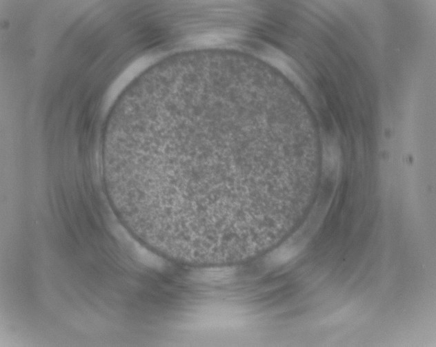 X0000077371294200611171939