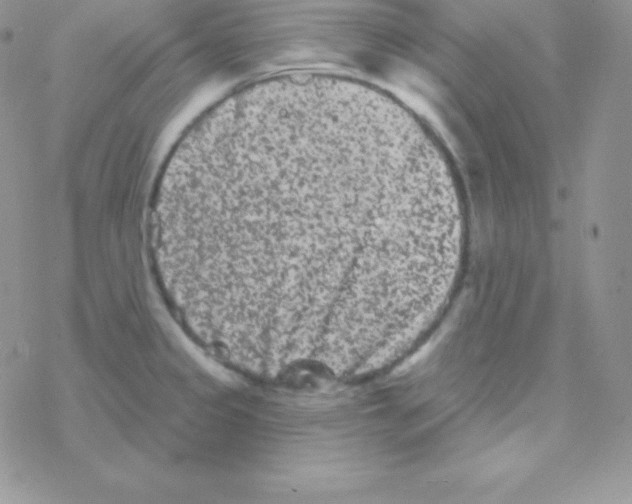 X0000077371333200611171939