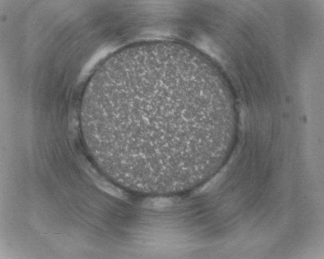 X0000077371355200611171938