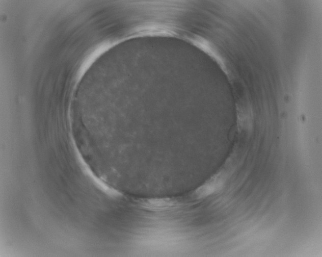 X0000077371383200611171938