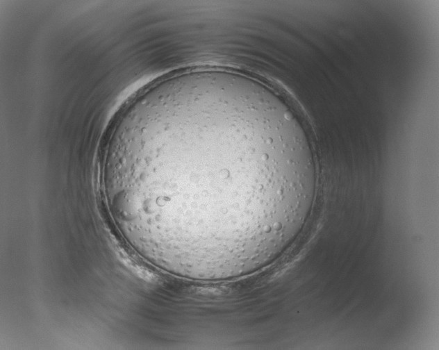 X0000077381125200610201033