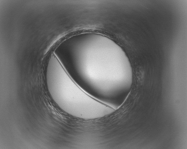 X0000077381256200610201031