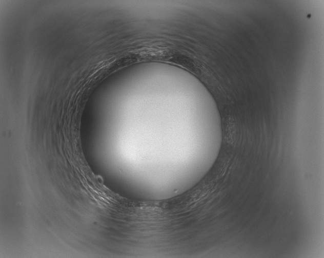 X0000077381297200610201029