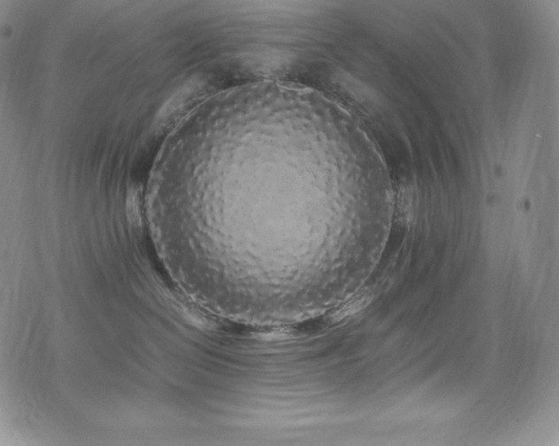 X0000077380286200610201400