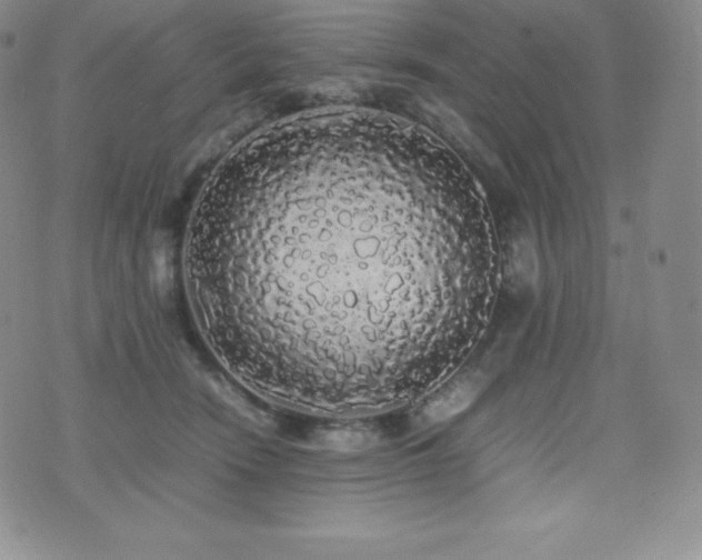 X0000077380466200610201357