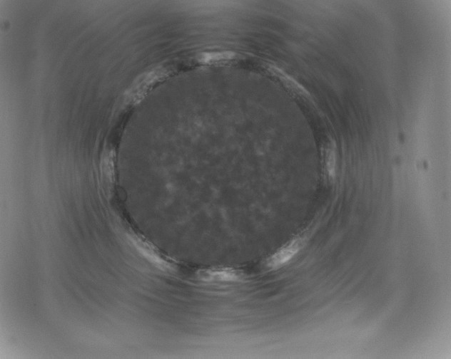 X0000077380475200610201357