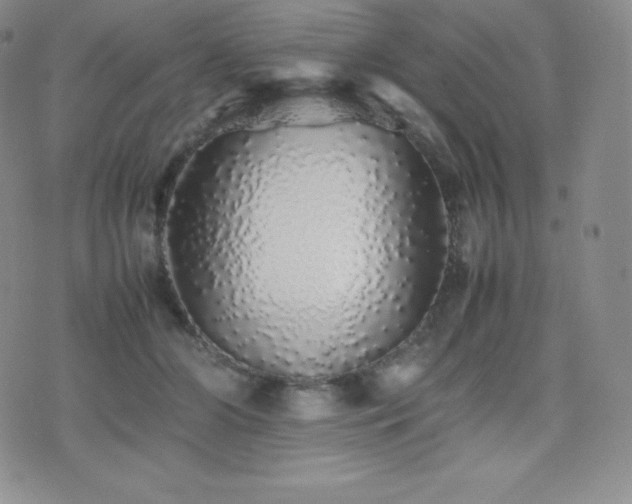 X0000077380510200610201356