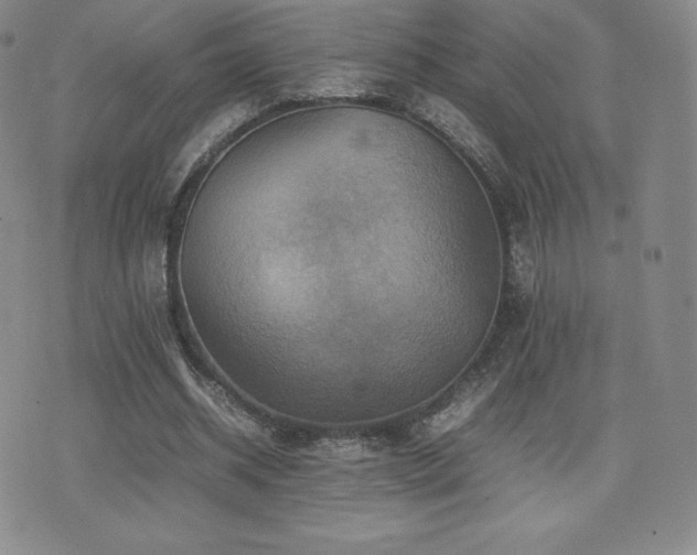 X0000077380534200610201355