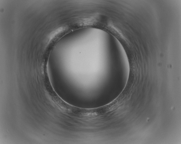 X0000077380543200610201355