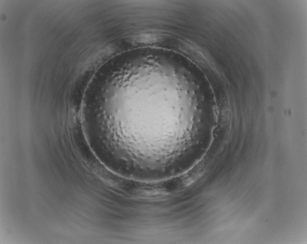 X0000077380555200610201355
