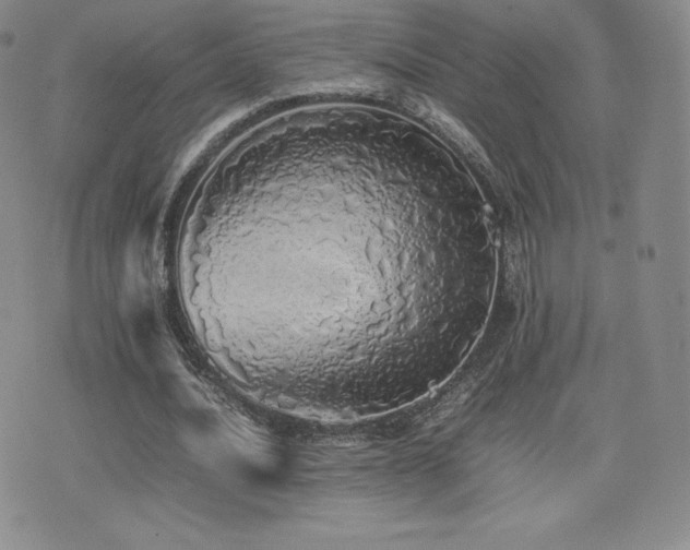 X0000077380628200610201353