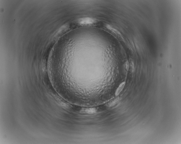 X0000077380665200610201354