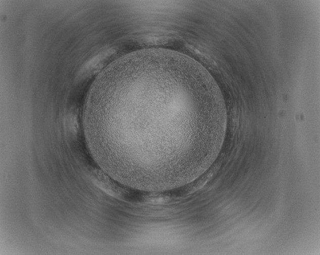 X0000077380746200610201352