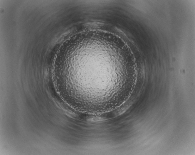 X0000077380759200610201352