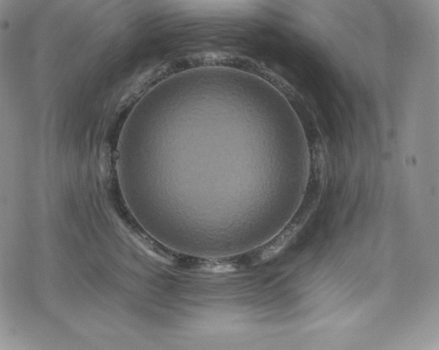 X0000077380760200610201352