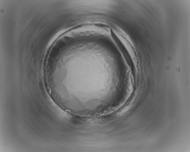 X0000077380803200610201351