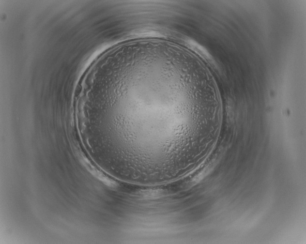 X0000077381236200610201344