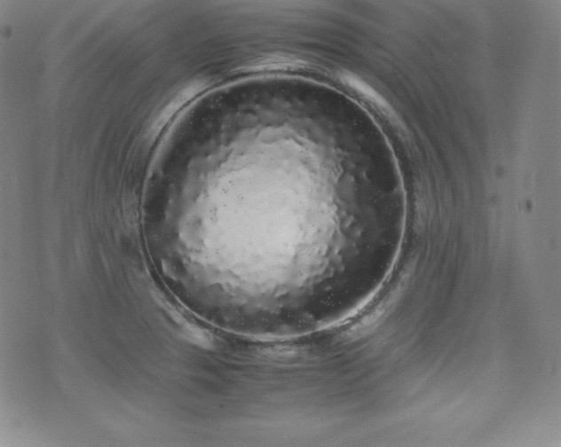 X0000077381329200610201343