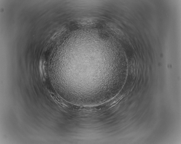 X0000077381346200610201342