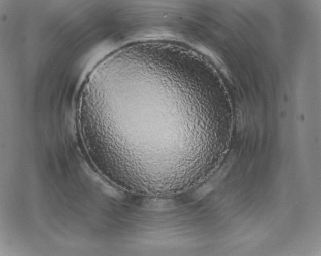 X0000077381374200610201342