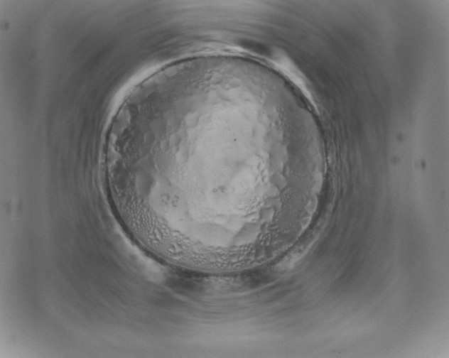 X0000077381379200610201342