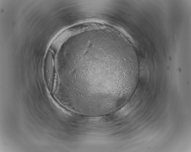 X0000077381484200610201340