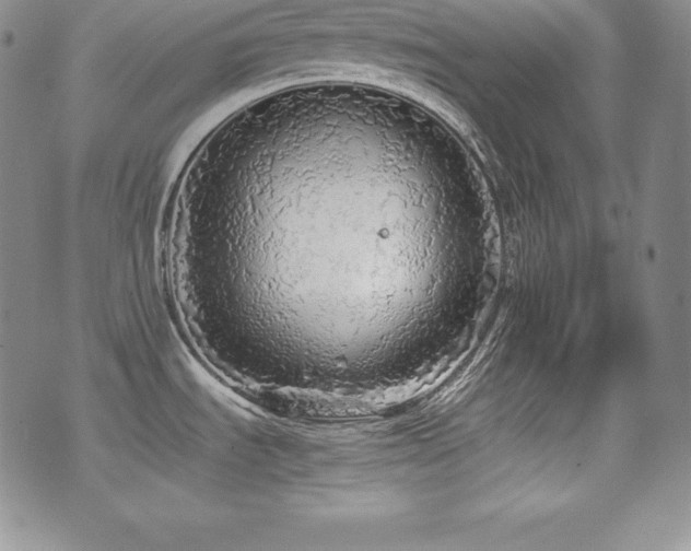 X0000077381535200610201340