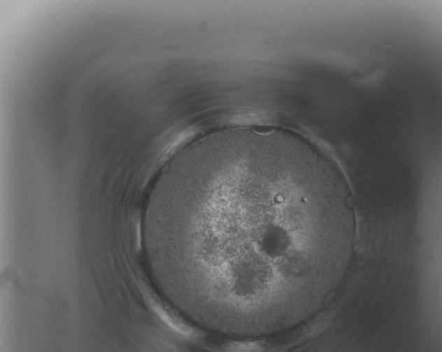 X0000077380061200610271957